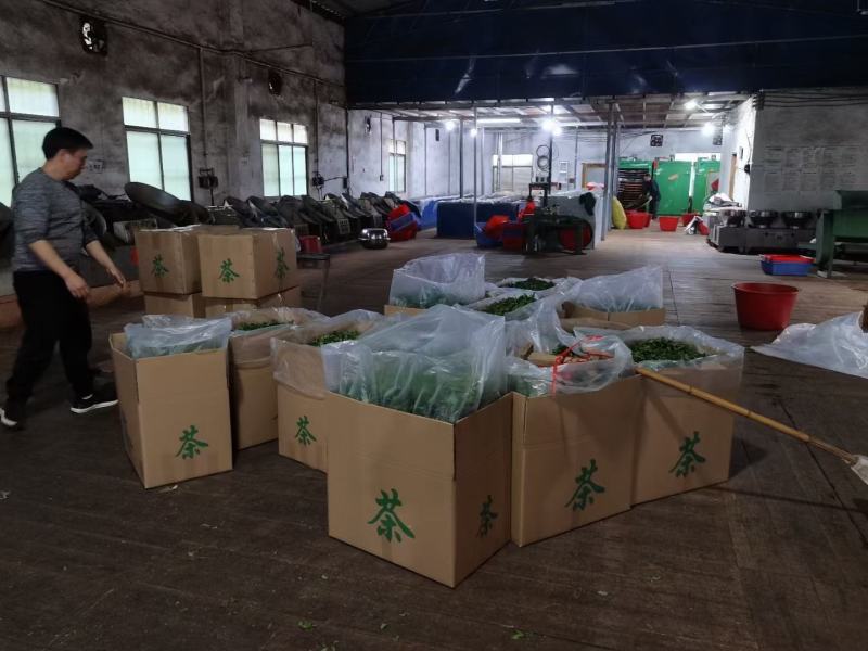 甜茶，刺儿茶