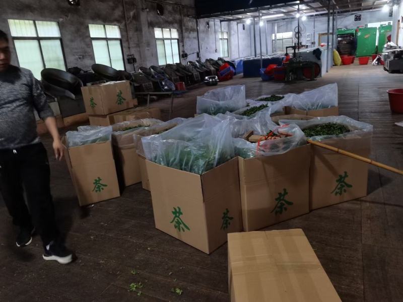 甜茶，刺儿茶