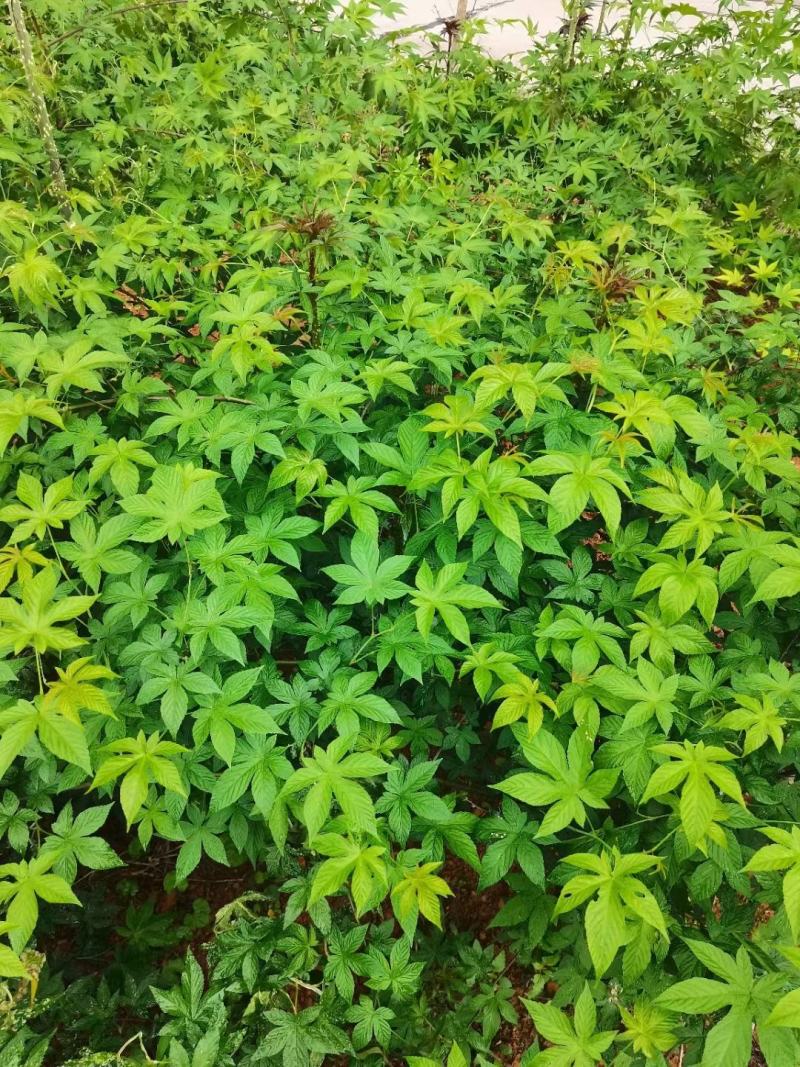 甜茶，刺儿茶