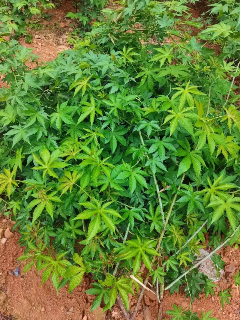 甜茶，刺儿茶