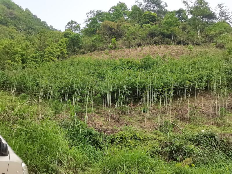 甜茶，刺儿茶
