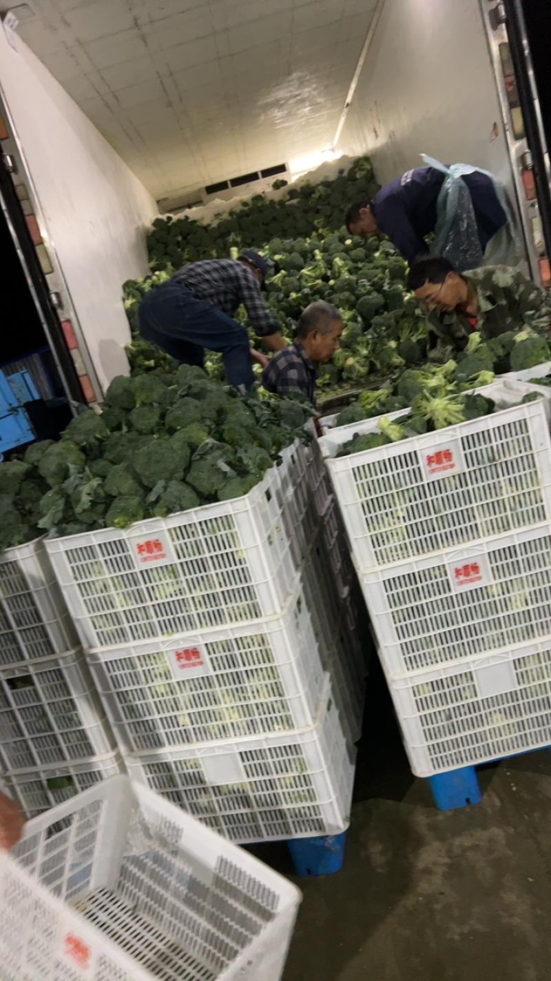 天门市西兰花大量上市，自家基地自产自销一手货源，