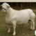 [山羊]白山羊美国大白羊羊羔怀孕母羊种公羊各种规规