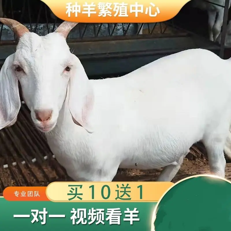 [山羊]白山羊美国大白羊羊羔怀孕母羊种公羊各种规规