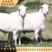 [山羊]白山羊美国大白羊羊羔怀孕母羊种公羊各种规规