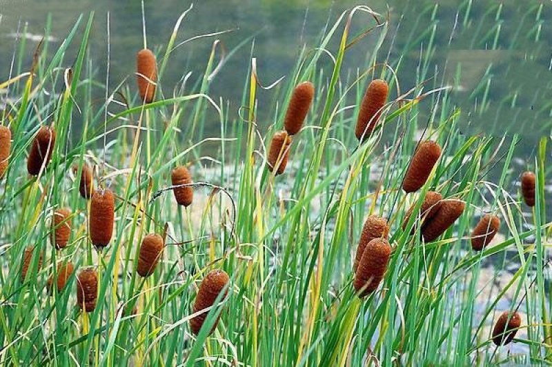 菖蒲