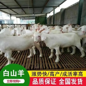 [包活]山羊各种山羊羊羔母羊公羊欢迎来电洽谈
