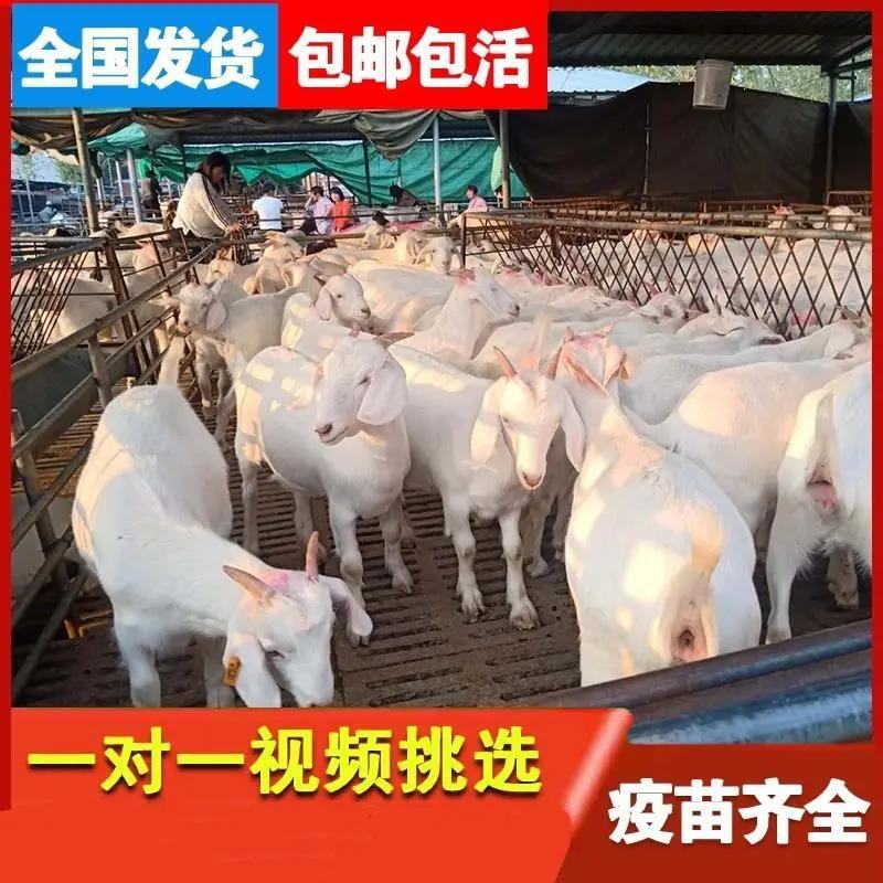 [包活]山羊各种山羊羊羔母羊公羊欢迎来电洽谈