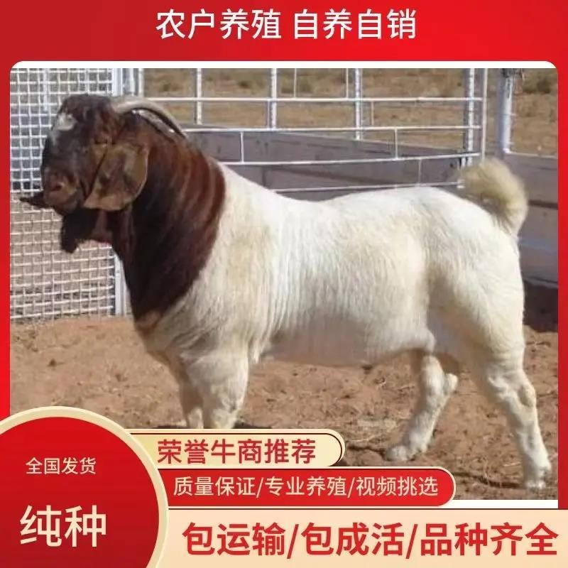 [包活]山羊各种山羊羊羔母羊公羊欢迎来电洽谈