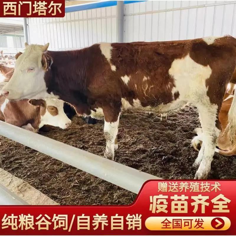 [包活]山羊各种山羊羊羔母羊公羊欢迎来电洽谈