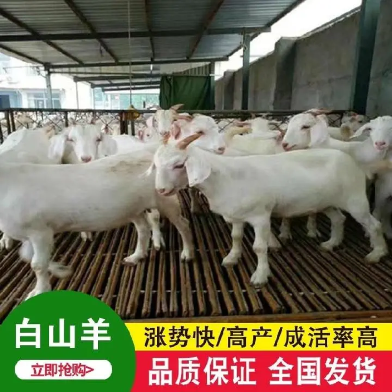 [包活]山羊各种山羊羊羔母羊公羊欢迎来电洽谈