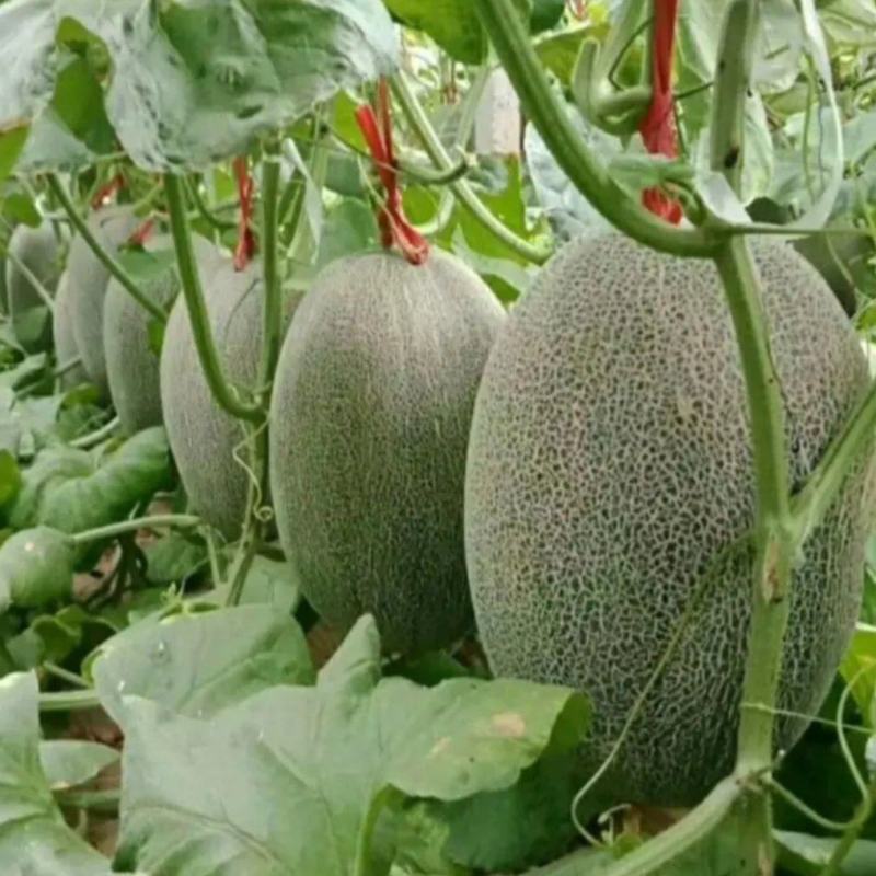 【推荐】海南晓蜜25现大量上市承接各大中小电超团购档口等