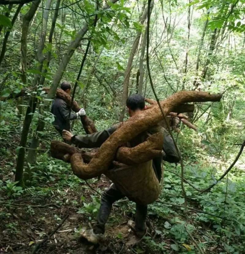 野生葛根