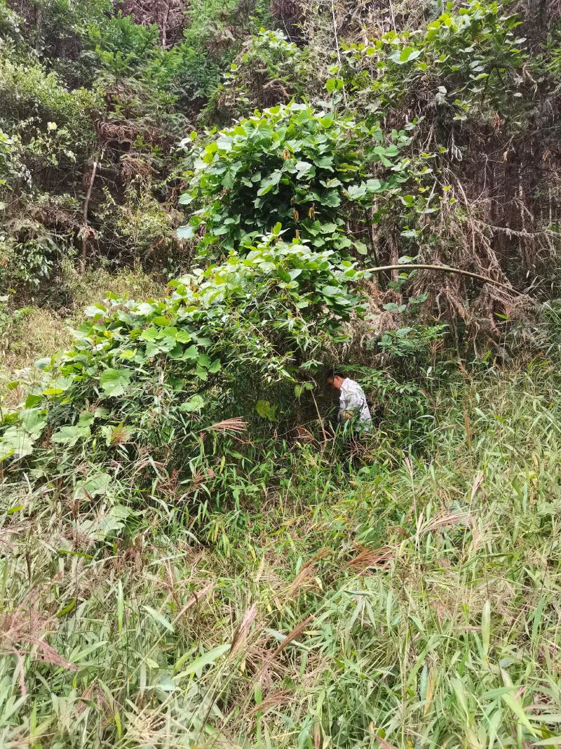 野生葛根