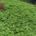 里庄镇优质的红土地，才能生长出优质的地瓜（凉薯)量大从优