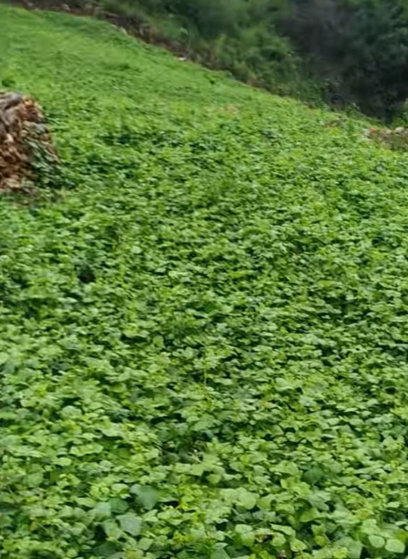 里庄镇优质的红土地，才能生长出优质的地瓜（凉薯)量大从优