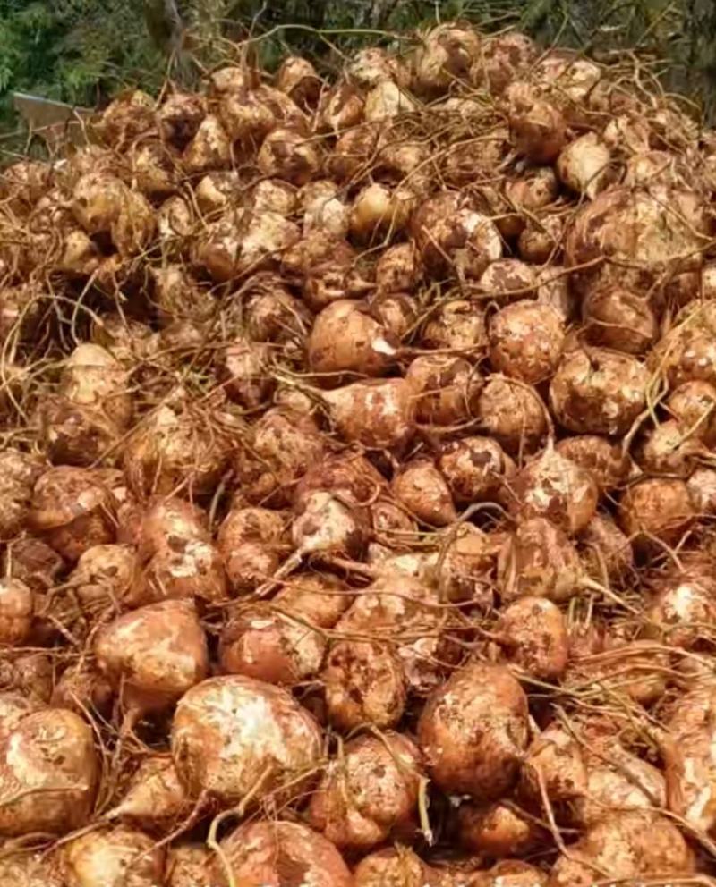 里庄镇优质的红土地，才能生长出优质的地瓜（凉薯)量大从优