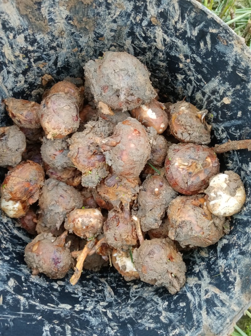 乳源农家自种山水马蹄