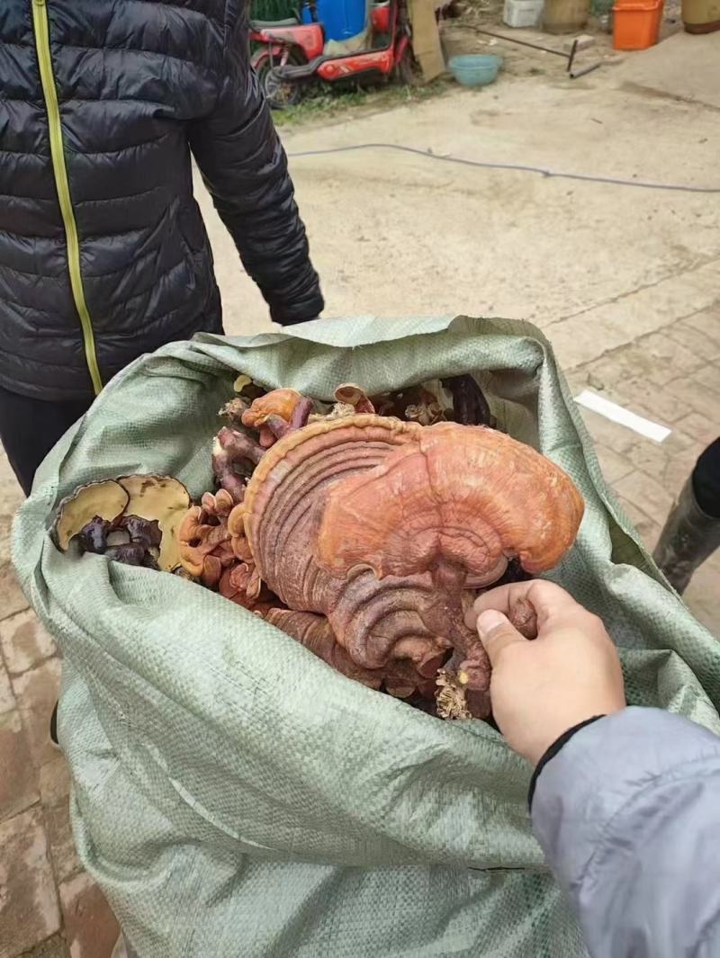 灵芝菌包
