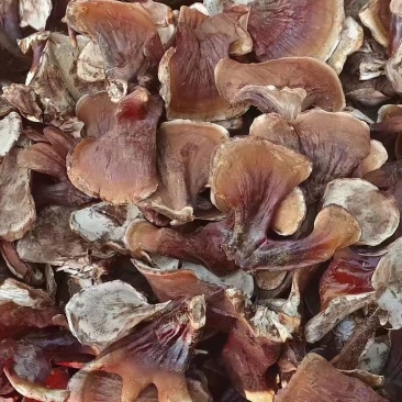 灵芝菌包