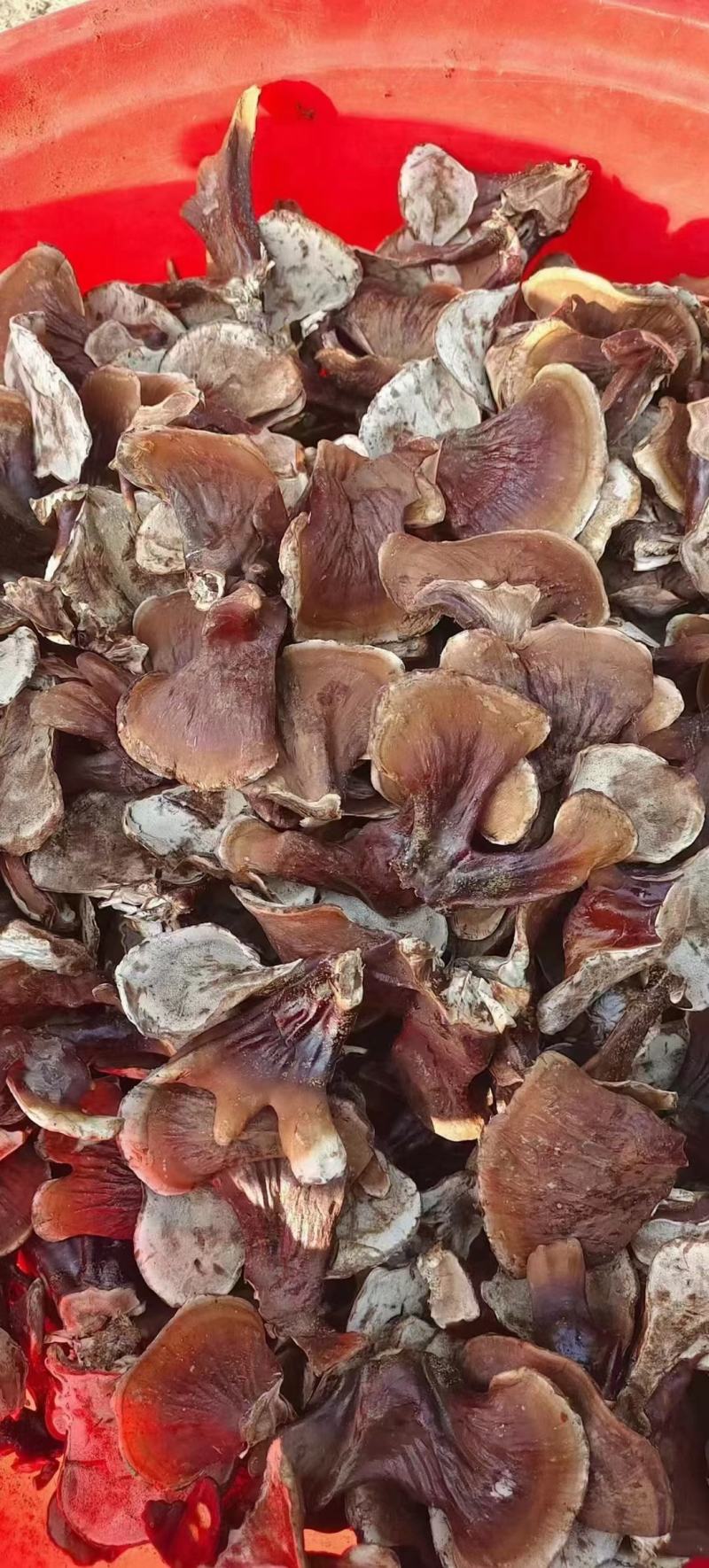 灵芝菌包