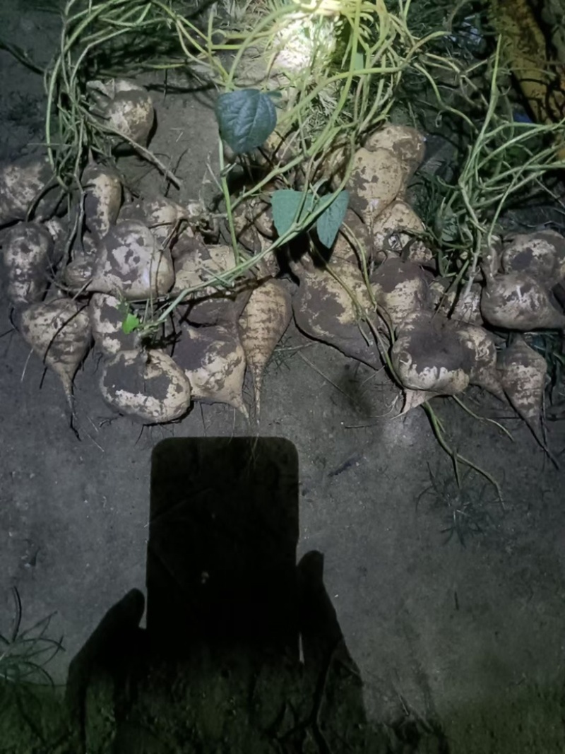 正宗凉薯，葛薯