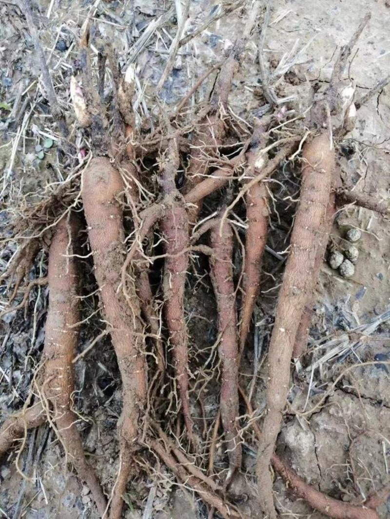 赤芍苗优质改良芍药苗白芍种苗芍药苗子基地直发品种保证！