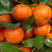 广西砂糖橘，皮薄甘甜果面干净，对接各大电商平台和市场