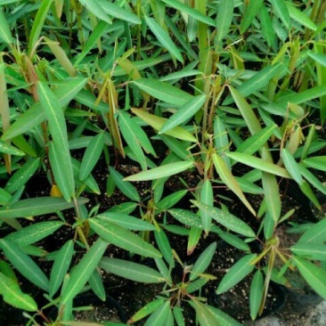 跳舞草盆栽听音乐会跳舞神奇趣味植物花卉四季种植阳台盆栽
