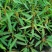 跳舞草盆栽听音乐会跳舞神奇趣味植物花卉四季种植阳台盆栽