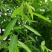 跳舞草盆栽听音乐会跳舞神奇趣味植物花卉四季种植阳台盆栽