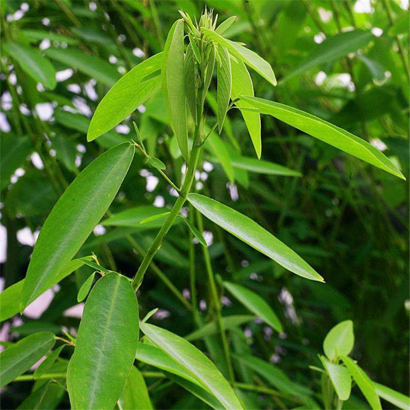 跳舞草盆栽听音乐会跳舞神奇趣味植物花卉四季种植阳台盆栽