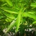 跳舞草盆栽听音乐会跳舞神奇趣味植物花卉四季种植阳台盆栽