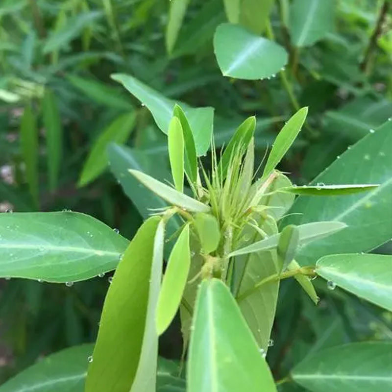 跳舞草盆栽听音乐会跳舞神奇趣味植物花卉四季种植阳台盆栽