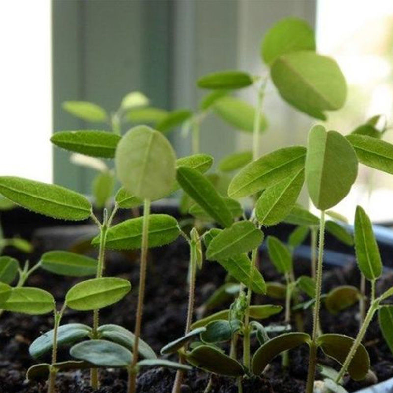 跳舞草盆栽听音乐会跳舞神奇趣味植物花卉四季种植阳台盆栽