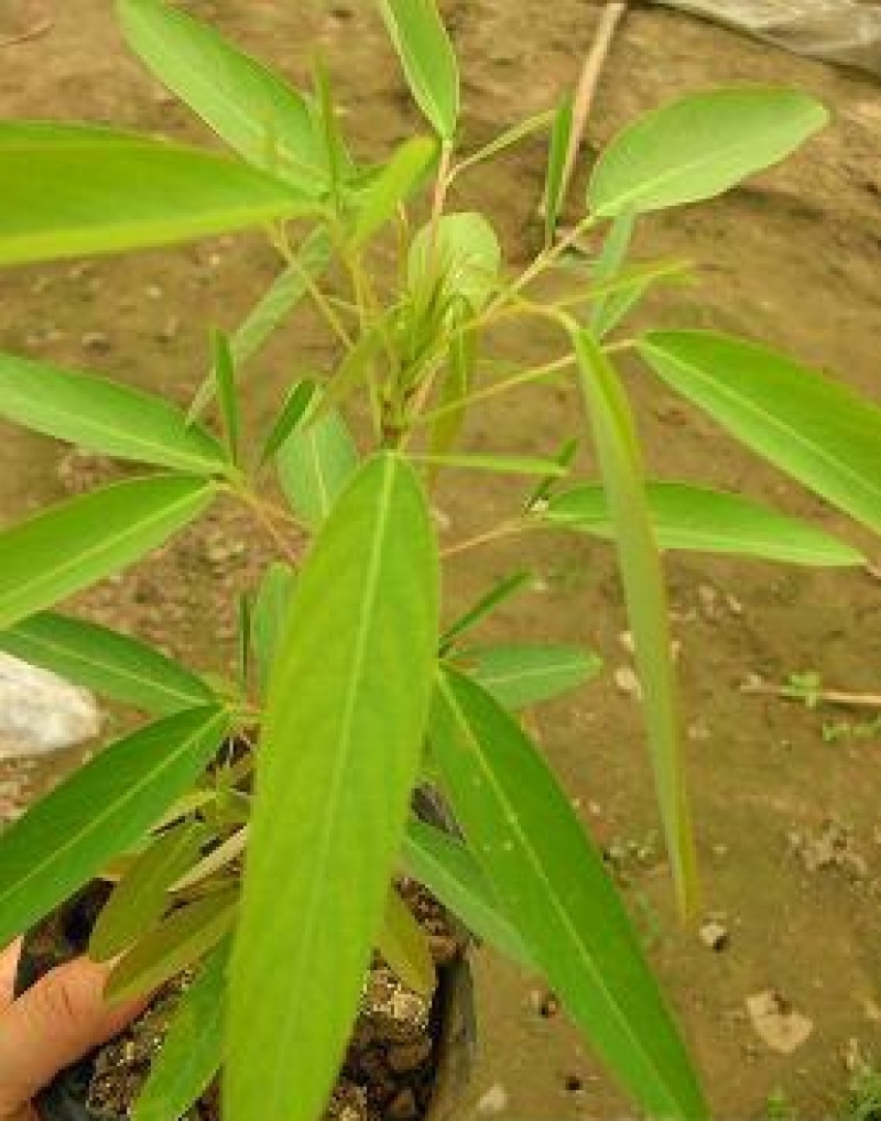跳舞草盆栽听音乐会跳舞神奇趣味植物花卉四季种植阳台盆栽