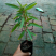 跳舞草盆栽听音乐会跳舞神奇趣味植物花卉四季种植阳台盆栽