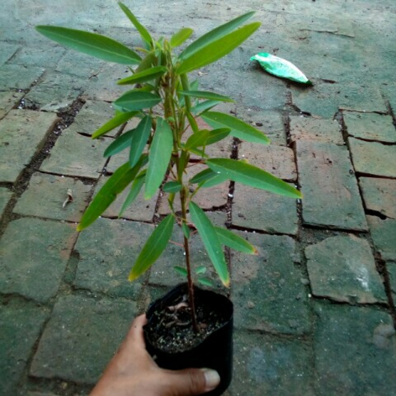 跳舞草盆栽听音乐会跳舞神奇趣味植物花卉四季种植阳台盆栽