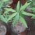 跳舞草盆栽听音乐会跳舞神奇趣味植物花卉四季种植阳台盆栽