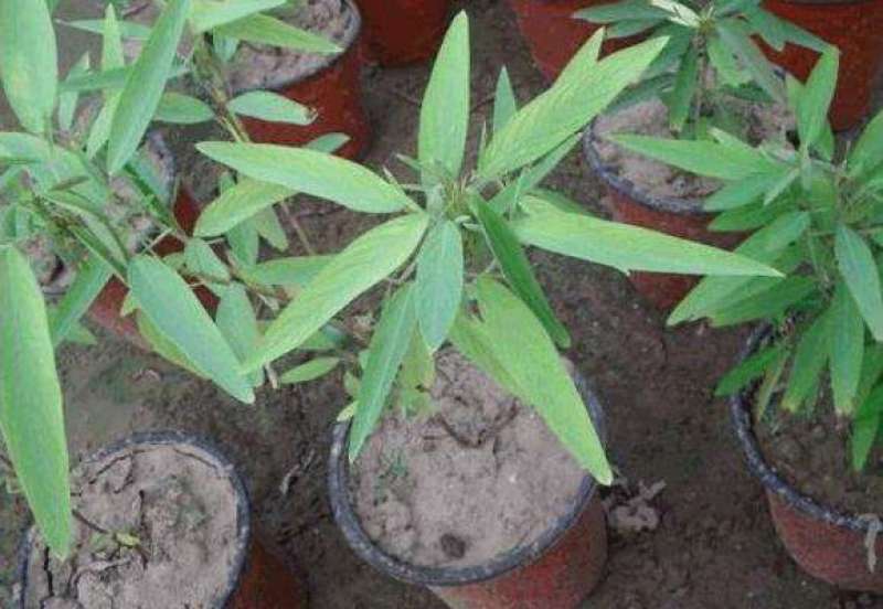 跳舞草盆栽听音乐会跳舞神奇趣味植物花卉四季种植阳台盆栽