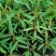 跳舞草盆栽听音乐会跳舞神奇趣味植物花卉四季种植阳台盆栽