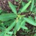 跳舞草盆栽听音乐会跳舞神奇趣味植物花卉四季种植阳台盆栽