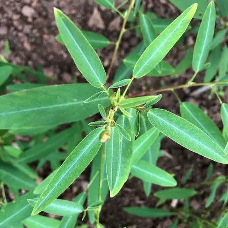 跳舞草盆栽听音乐会跳舞神奇趣味植物花卉四季种植阳台盆栽