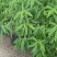 跳舞草盆栽听音乐会跳舞神奇趣味植物花卉四季种植阳台盆栽
