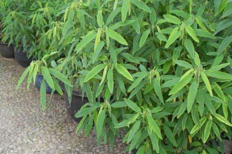 跳舞草盆栽听音乐会跳舞神奇趣味植物花卉四季种植阳台盆栽