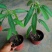 跳舞草盆栽听音乐会跳舞神奇趣味植物花卉四季种植阳台盆栽
