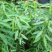 跳舞草盆栽听音乐会跳舞神奇趣味植物花卉四季种植阳台盆栽