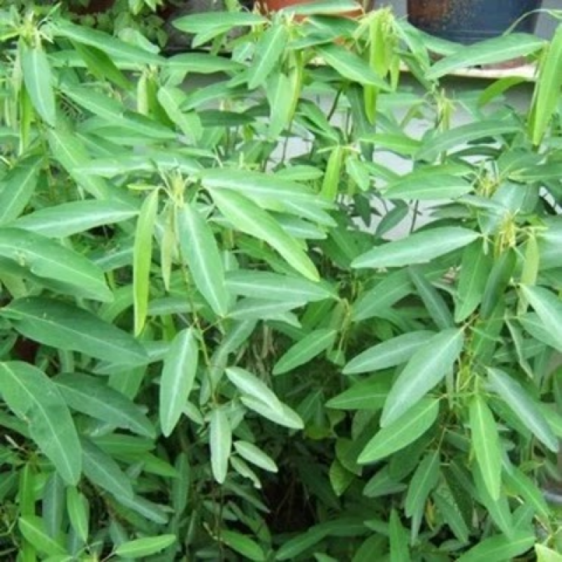 跳舞草盆栽听音乐会跳舞神奇趣味植物花卉四季种植阳台盆栽