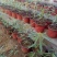 跳舞草盆栽听音乐会跳舞神奇趣味植物花卉四季种植阳台盆栽