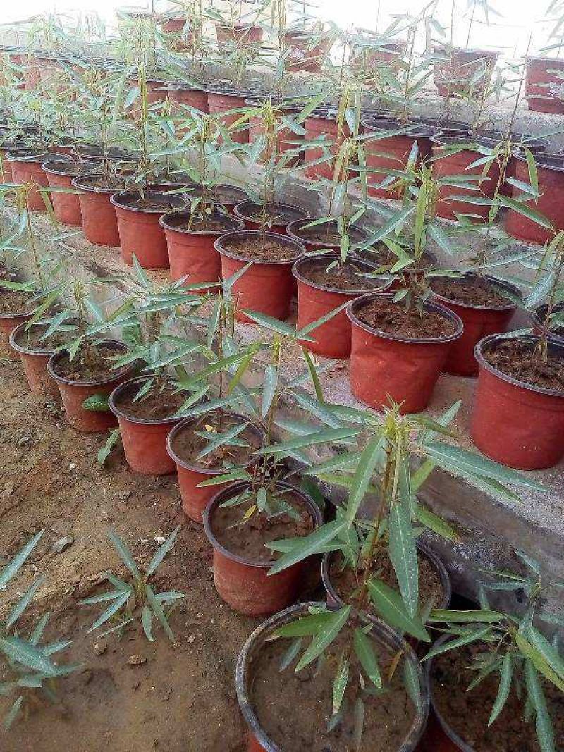 跳舞草盆栽听音乐会跳舞神奇趣味植物花卉四季种植阳台盆栽